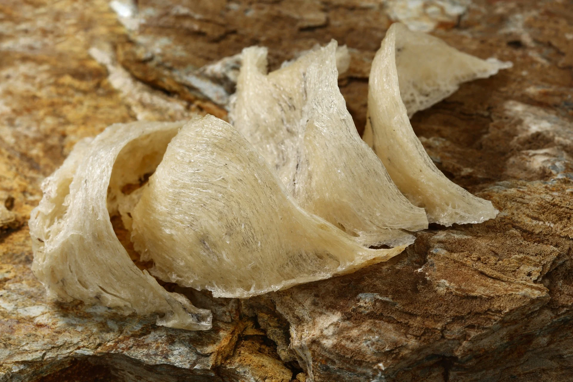 Bird Nest Nutrition